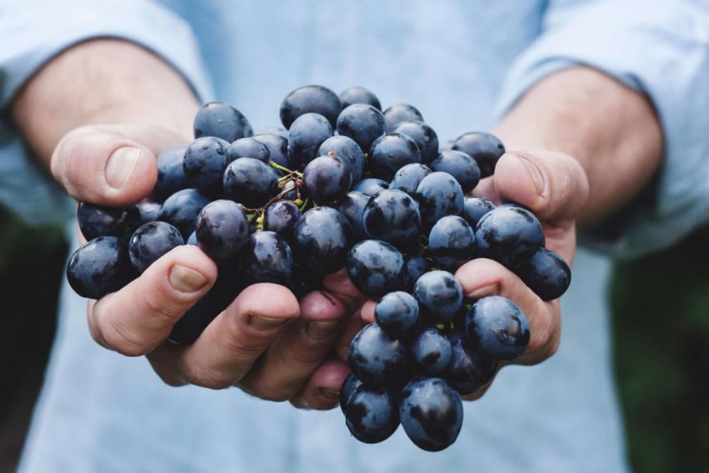 A person holds a large bunch of dark purple grapes in their hands.