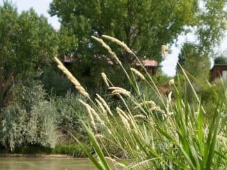 Tall grass sways along a riverbank, framed by trees and a distant building.